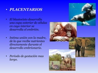 PLACENTARIOS  El blastocisto desarrolla una capa exterior de células en cuyo interior se desarrolla el embrión. Intima unión con la madre, de la que recibe nutrientes directamente durante el desarrollo embrionario. Periodo de gestación mas largo.  