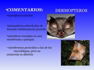 mamíferos euterios. planeadores arborícolas de tamaño relativamente grande. miembros reunidos en una membrana o patagio. membranas parecidas a las de los  murciélagos, pero su anatomía es distinta  DERMOPTEROS COMENTARIOS: 