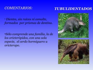 TUBULIDENTADOS COMENTARIOS: Dientes, sin raíces ni esmalte, formados  por prismas de dentina. Sólo comprende una familia, la de los oricterópidos, con una sola especie,  el cerdo hormiguero u oricteropo. 
