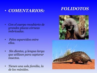 COMENTARIOS:   Con el cuerpo recubierto de grandes placas córneas imbricadas. Pelos esparcidos entre ellos. Sin dientes, y lengua larga que utilizan para capturar insectos.  Tienen una sola familia, la de los mánidos. FOLIDOTOS 