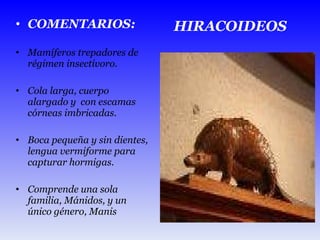 COMENTARIOS: Mamíferos trepadores de régimen insectívoro. Cola larga, cuerpo alargado y  con escamas córneas imbricadas. Boca pequeña y sin dientes, lengua vermiforme para capturar hormigas. Comprende una sola familia, Mánidos, y un único género, Manis HIRACOIDEOS 