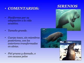 COMENTARIOS: Pisciformes por su adaptación a la vida acuática. Tamaño grande. Cuerpo tosco, sin miembros posteriores, con los anteriores transformados en aletas. Piel gruesa y desnudo, o con escasos pelos SIRENIOS 