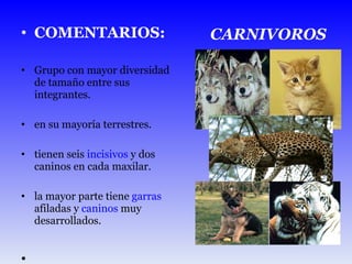 COMENTARIOS: Grupo con mayor diversidad de tamaño entre sus integrantes. en su mayoría terrestres. tienen seis  incisivos  y dos caninos en cada maxilar. la mayor parte tiene  garras  afiladas y  caninos  muy desarrollados. CARNIVOROS 
