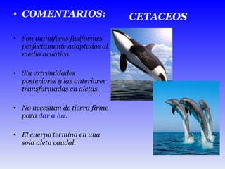 COMENTARIOS: Son mamíferos fusiformes perfectamente adaptados al medio acuático. Sin extremidades posteriores y las anteriores transformadas en aletas. No necesitan de tierra firme para  dar a luz . El cuerpo termina en una sola aleta caudal. CETACEOS 