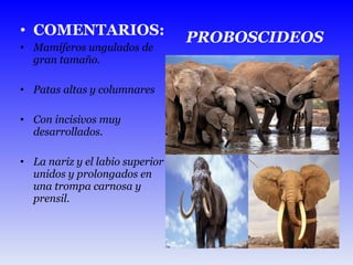 COMENTARIOS: Mamíferos ungulados de gran tamaño. Patas altas y columnares Con incisivos muy desarrollados. La nariz y el labio superior unidos y prolongados en una trompa carnosa y prensil. PROBOSCIDEOS 
