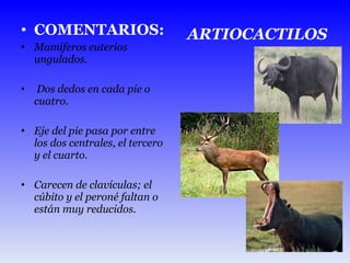 COMENTARIOS: Mamíferos euterios ungulados. Dos dedos en cada pie o cuatro. Eje del pie pasa por entre los dos centrales, el tercero y el cuarto. Carecen de clavículas; el cúbito y el peroné faltan o están muy reducidos. ARTIOCACTILOS 