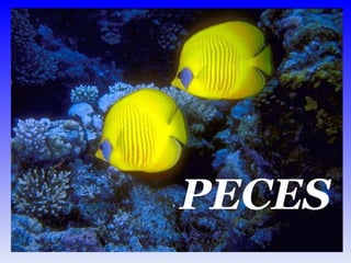 PECES 