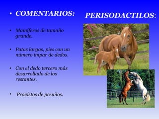 COMENTARIOS: Mamíferos de tamaño grande. Patas largas, pies con un número impar de dedos. Con el dedo tercero más desarrollado de los restantes. Provistos de pesuños.   PERISODACTILOS : 
