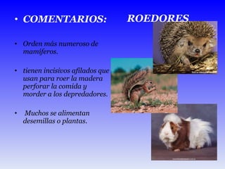 COMENTARIOS: Orden más numeroso de mamíferos. tienen incisivos afilados que usan para roer la madera perforar la comida y morder a los depredadores. Muchos se alimentan desemillas o plantas. ROEDORES 