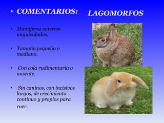 COMENTARIOS: Mamíferos euterios unguiculados. Tamaño pequeño o mediano. Con cola rudimentaria o ausente. Sin caninos, con incisivos largos, de crecimiento continuo y propios para roer.   LAGOMORFOS 