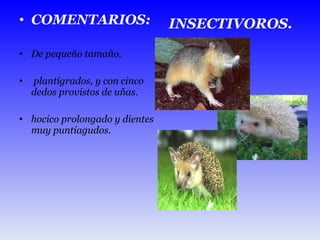 COMENTARIOS: De pequeño tamaño. plantígrados, y con cinco dedos provistos de uñas. hocico prolongado y dientes muy puntiagudos.      INSECTIVOROS. 
