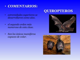 COMENTARIOS: extremidades superiores se desarrollaron como alas.  el segundo orden más numeroso de esta clase. Son los únicos mamíferos capaces de volar. QUIROPTEROS 