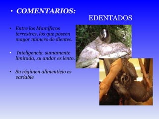 COMENTARIOS: Entre los Mamíferos terrestres, los que poseen mayor número de dientes. Inteligencia  sumamente limitada, su andar es lento.  Su régimen alimenticio es variable EDENTADOS 