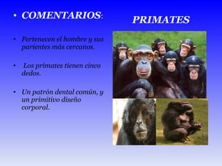 COMENTARIOS :  Pertenecen el hombre y sus parientes más cercanos. Los primates tienen cinco dedos. Un patrón dental común, y un primitivo diseño corporal. PRIMATES 