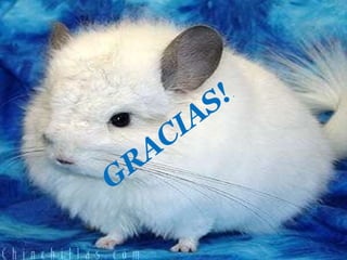 GRACIAS! . 