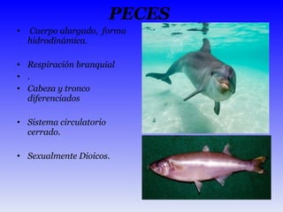 PECES  Cuerpo alargado,  forma hidrodinámica. Respiración branquial . Cabeza y tronco diferenciados Sistema circulatorio cerrado.  Sexualmente Dioicos.  