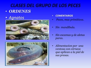 CLASES DEL GRUPO DE LOS PECES ORDENES Agnatos COMENTARIOS Peces, mas primitivos. Sin  mandíbula. Sin escamas y de aletas pares. Alimentacion por  una ventosa con córneos que aplican a la piel de sus presas. 