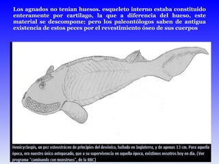 Los agnados no tenían huesos. esqueleto interno estaba constituido enteramente por cartílago, la que a diferencia del hueso, este material se descompone; pero los paleontólogos saben de antigua existencia de estos peces por el revestimiento óseo de sus cuerpos 