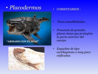 Placodermos COMENTARIOS :  Peces mandibulados. Presencia de grandes placas óseas que protegían la parte anterior del cuerpo. Esqueleto de tipo cartilaginoso o muy poco osificadas.  “ ARMADO CON PLACAS” 