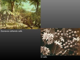 Escravos colhendo café. O café. 