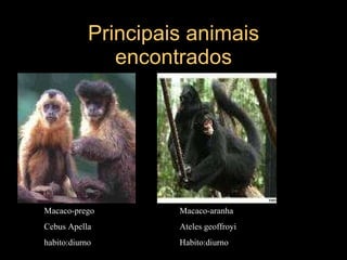Principais animais encontrados Macaco-prego Cebus Apella habito:diurno Macaco-aranha Ateles geoffroyi Habito:diurno 