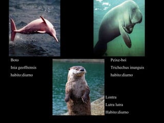 Boto  Inia geoffrensis habito:diurno Peixe-boi Trichechus inunguis habito:diurno Lontra Lutra lutra Habito:diurno 