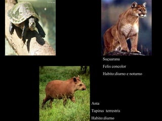 Suçuarana Felis concolor Habito:diurno e noturno Anta Tapirus  terrestris Habito:diurno 