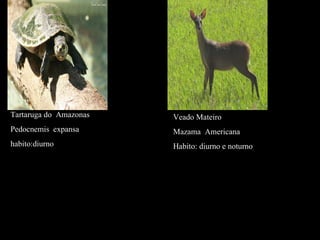 Tartaruga do  Amazonas Pedocnemis  expansa habito:diurno Veado Mateiro Mazama  Americana Habito: diurno e noturno 