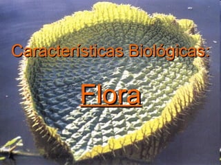 Características Biológicas: Flora 