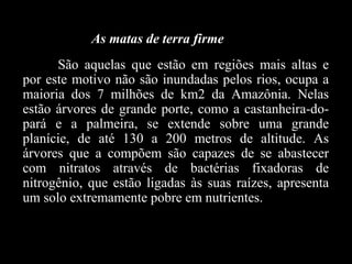 São aquelas que estão em regiões mais altas e por este motivo não são inundadas pelos rios, ocupa a maioria dos 7 milhões de km2 da Amazônia. Nelas estão árvores de grande porte, como a castanheira-do-pará e a palmeira, se extende sobre uma grande planície, de até 130 a 200 metros de altitude. As árvores que a compõem são capazes de se abastecer com nitratos através de bactérias fixadoras de nitrogênio, que estão ligadas às suas raízes, apresenta um solo extremamente pobre em nutrientes. As matas de terra firme  