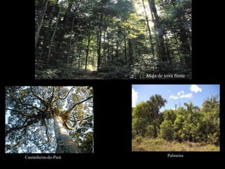 Castanheira-do-Pará Mata de terra firme Palmeira 