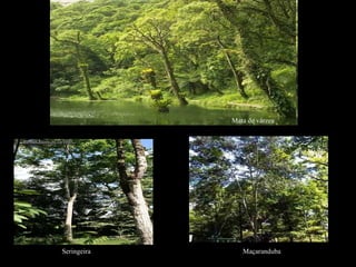 Mata de várzea Seringeira Maçaranduba 