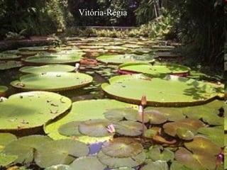 Vitória-Régia 