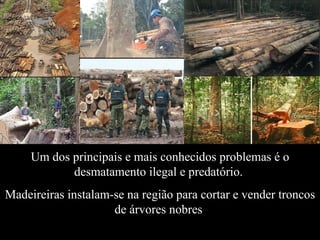 Um dos principais e mais conhecidos problemas é o desmatamento ilegal e predatório.  Madeireiras instalam-se na região para cortar e vender troncos de árvores nobres  