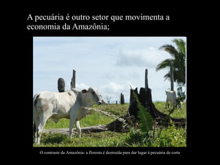 A pecuária é outro setor que movimenta a economia da Amazônia; O contraste da Amazônia: a floresta é destruída para dar lugar à pecuária de corte 