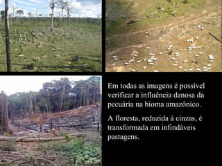 Em todas as imagens é possível verificar a influência danosa da pecuária na bioma amazônico. A floresta, reduzida à cinzas, é transformada em infindáveis pastagens. 