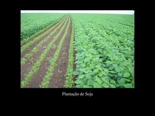 Plantação de Soja 