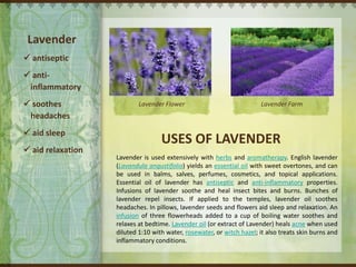 Lavender  antiseptic  anti-inflammatory  soothes headaches  aid sleep  aid relaxation Lavender Flower Lavender Farm USES OF LAVENDER Lavender is used extensively with herbs and aromatherapy. English lavender (Lavandulaangustifolia) yields an essential oil with sweet overtones, and can be used in balms, salves, perfumes, cosmetics, and topical applications. Essential oil of lavender has antiseptic and anti-inflammatory properties. Infusions of lavender soothe and heal insect bites and burns. Bunches of lavender repel insects. If applied to the temples, lavender oil soothes headaches. In pillows, lavender seeds and flowers aid sleep and relaxation. An infusion of three flowerheads added to a cup of boiling water soothes and relaxes at bedtime. Lavender oil (or extract of Lavender) heals acne when used diluted 1:10 with water, rosewater, or witch hazel; it also treats skin burns and inflammatory conditions. 