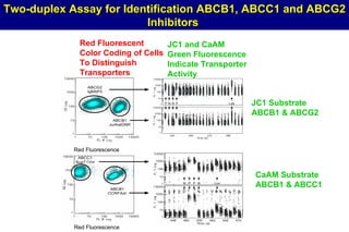 JC1 Substrate ABCB1 & ABCG2 CaAM Substrate ABCB1 & ABCC1 Red Fluorescent Color Coding of Cells  To Distinguish Transporters Red Fluorescence Red Fluorescence JC1 and CaAM  Green Fluorescence Indicate Transporter Activity Two-duplex Assay for Identification ABCB1, ABCC1 and ABCG2 Inhibitors  