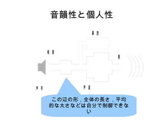 音韻性と個人性
声 帯 声 道
喉 頭
唇
鼻 腔
この辺の形，全体の長さ，平均
的な太さなどは自分で制御できな
い
 
