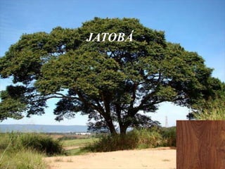 JATOBÁ

 