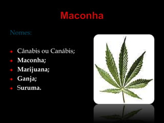 Nomes: 
Cânabis ou Canábis; 
Maconha; 
Marijuana; 
Ganja; 
Suruma. 
 