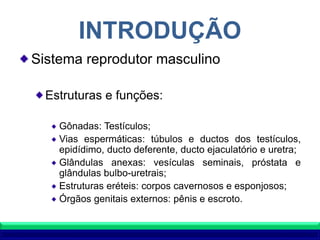 INTRODUÇÃO
Sistema reprodutor masculino
Estruturas e funções:
Gônadas: Testículos;
Vias espermáticas: túbulos e ductos dos testículos,
epidídimo, ducto deferente, ducto ejaculatório e uretra;
Glândulas anexas: vesículas seminais, próstata e
glândulas bulbo-uretrais;
Estruturas eréteis: corpos cavernosos e esponjosos;
Órgãos genitais externos: pênis e escroto.
 