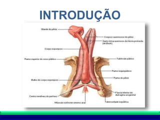 INTRODUÇÃO
 