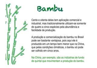 Cento e oitenta delas tem aplicação comercial e
industrial, mas tradicionalmente utilizam-se somente
de quatro a cinco espécies pela abundância e
facilidade de produção.

A produção e comercialização do bambu no Brasil
pode ser bastante vantajosa, pois aqui ele é
produzido em um tempo bem menor que na China,
que pelas condições climáticas, o bambu só pode
ser colhido em cinco anos.

Na China, por exemplo, são as indústrias de fundo
de quintal que movimentam a produção do bambu.
 