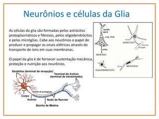 Neurônios e células da Glia
As células da glia são formadas pelos astrócitos
protoplasmáticos e fibrosos, pelos oligodendrócitos
e pelas micróglias. Cabe aos neurônios o papel de
produzir e propagar os sinais elétricos através do
transporte de íons em suas membranas.
O papel da glia é de fornecer sustentação mecânica,
proteção e nutrição aos neurônios.

 