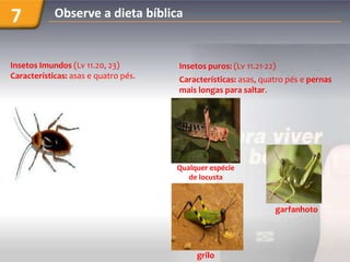 7           Observe a dieta bíblica


Insetos Imundos (Lv 11.20, 23)        Insetos puros: (Lv 11.21-22)
Características: asas e quatro pés.   Características: asas, quatro pés e pernas
                                      mais longas para saltar.




                                      Qualquer espécie
                                         de locusta



                                                                 garfanhoto




                                           grilo
 