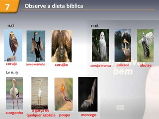7           Observe a dieta bíblica


11.17




coruja      corvo-marinho   corujão       coruja branca   pelicano

Lv 11....