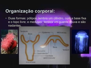 • Duas formas: pólipos: lembra um cilindro, com a base fixa
e o topo livre; e medusas: lembra um guarda chuva e são
nadant...