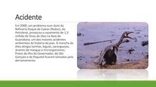 Acidente
Em 2000, um problema num duto da
Refinaria Duque de Caxias (Reduc), da
Petrobras, provocou o vazamento de 1,3
milhão de litros de óleo na Baía de
Guanabara, um dos maiores acidentes
ambientais da história do país. A mancha de
óleo atingiu tainhas, biguás, caranguejos,
árvores de mangue e microrganismos.
Praias da Ilha do Governador, de São
Gonçalo e de Paquetá ficaram tomadas pelo
derramamento.
 